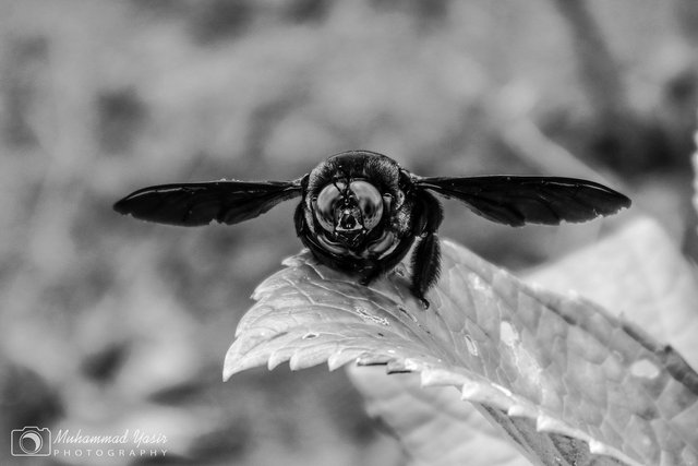 YASIR BNW (6).jpg