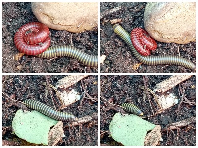Collage_20250806_161028.jpg