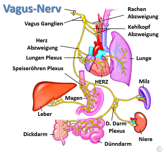 RUHE-NERV-(C)-55.PNG