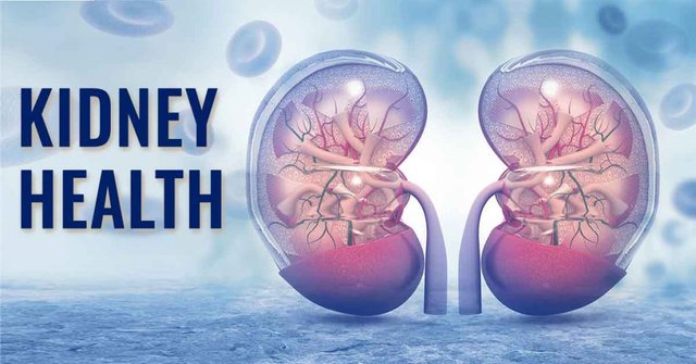 Kidney-Health-1024x536.jpg