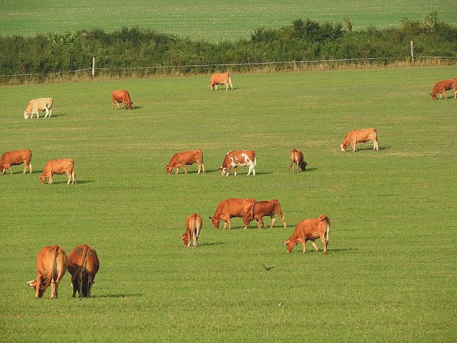 cows-904932_1280.jpg