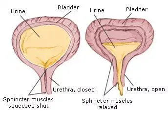 sphincter1_2.jpg