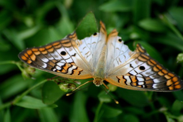 new butterfly 1.jpg