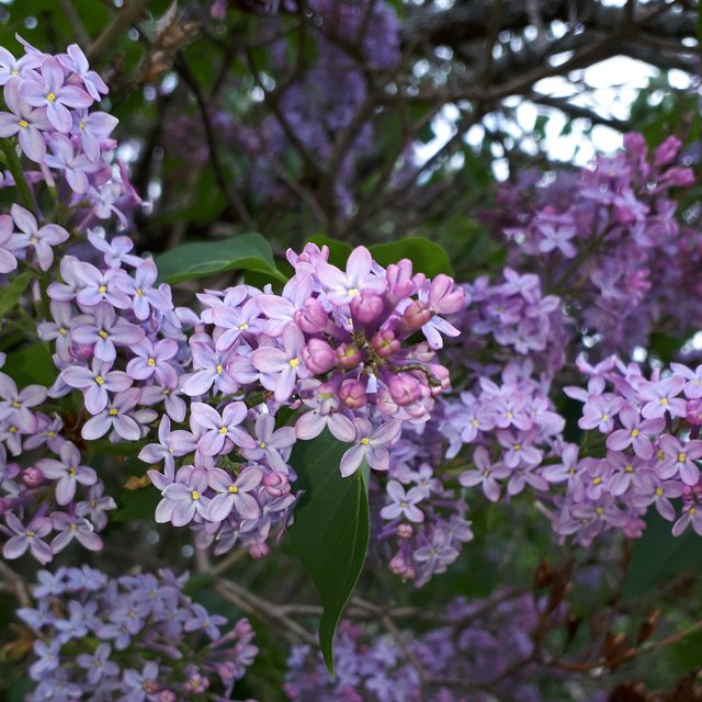 lilac.jpg