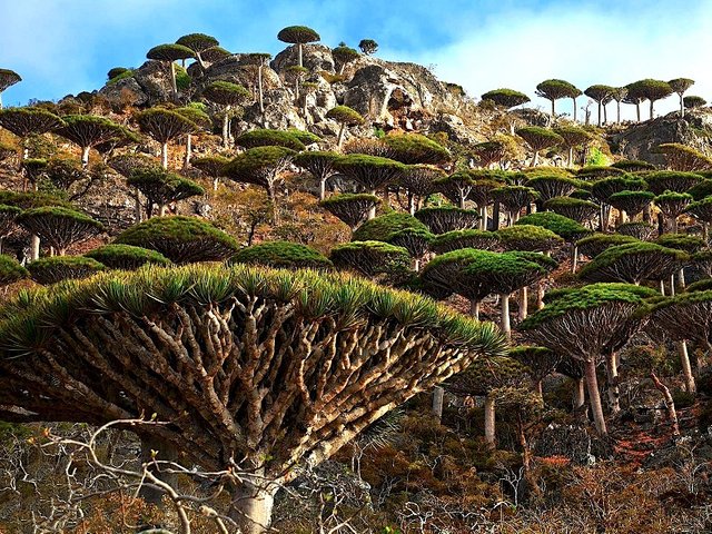 Socotra-Island-Yemen.jpg