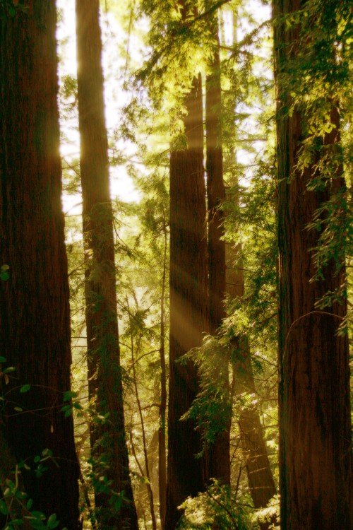 redwoods-tall.md.jpg