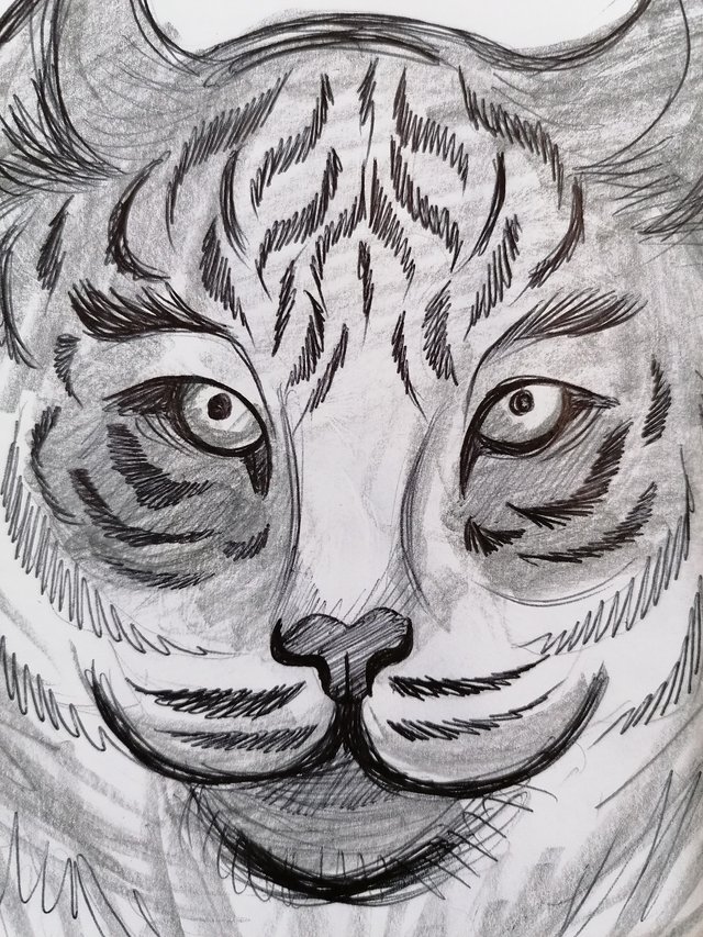 tiger pen (11).jpg