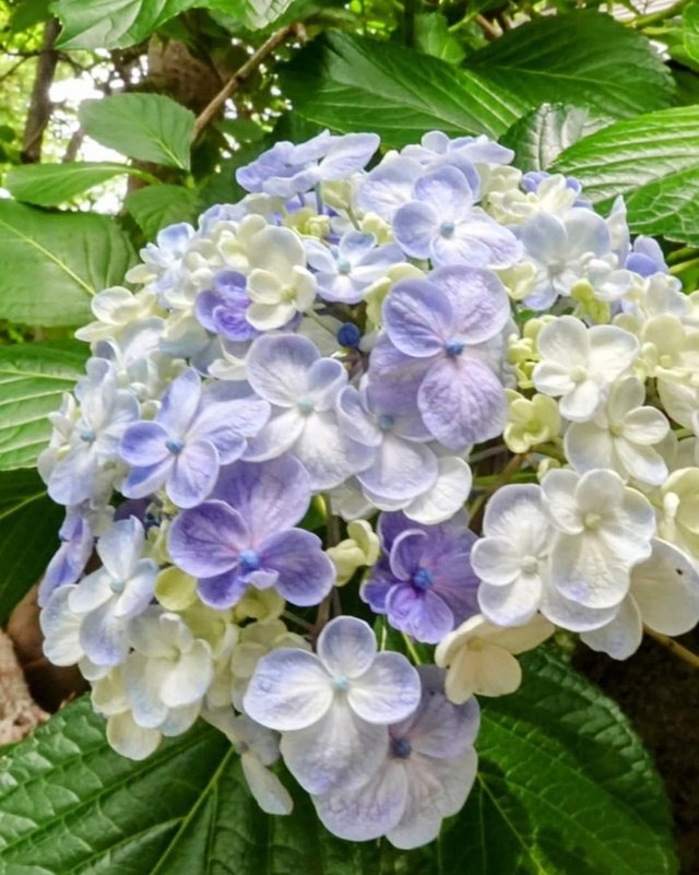 IMG_20250624_153349.jpg