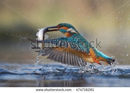 stock-photo-common-kingfisher-alcedo-atthis-flying-with-fish-474716281.jpg