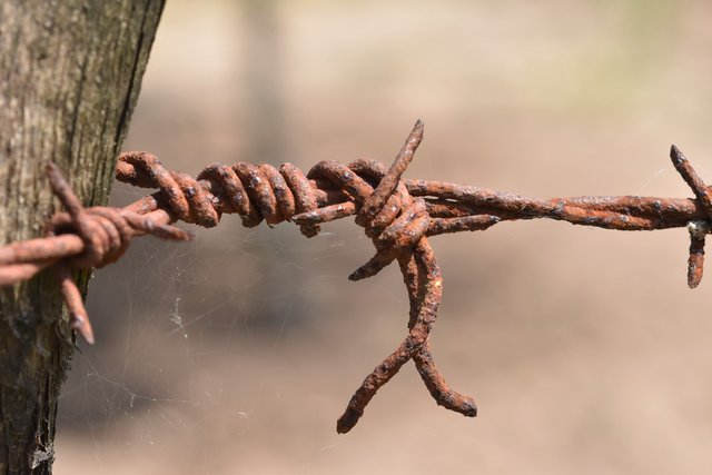 rust wire spiderweb macro 1.jpg