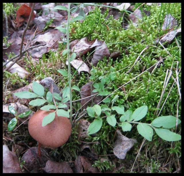 round brown mushroom hiding under small blueberry plant.JPG