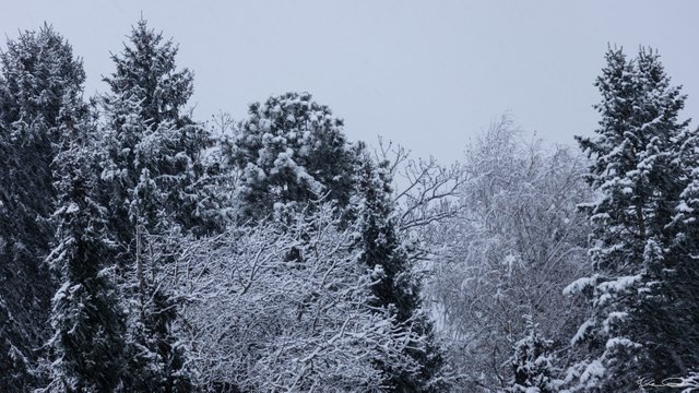 2018-11-20-Trees-first-Snow-03.jpg