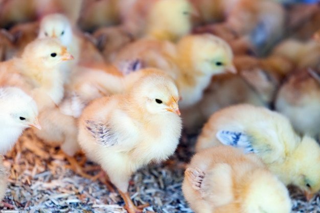 little-chicks-farm_1398-4542.jpg