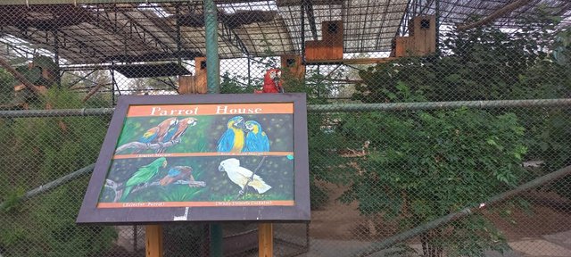 Mcow Parrots.jpeg