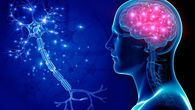 sex-and-the-brain-small (1).jpg