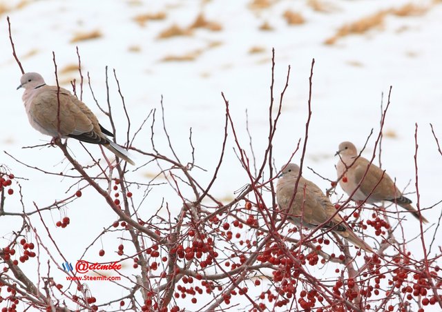 Eurasian Collared-Dove IMG_0010b.JPG