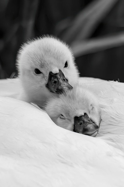 swans-6341698_960_720.jpg