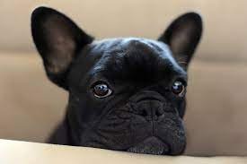 Max the french bull dog.jpg