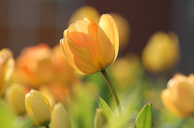 tulip-690320_640.jpg
