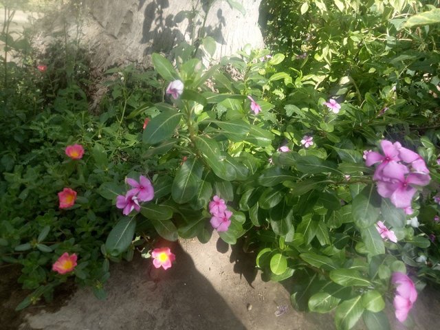 GARDEN FLOWER.jpg