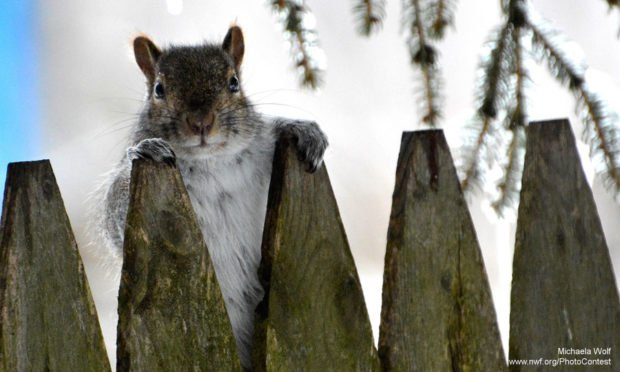 Squirrel_Thief_PhotoContest-620x372.jpg