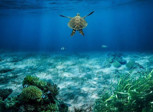 sea-turtle-8890529_1920.jpg