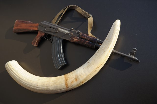 3.8 AK-47 and ivory.jpg