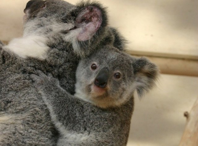 australia_koala_1.jpg