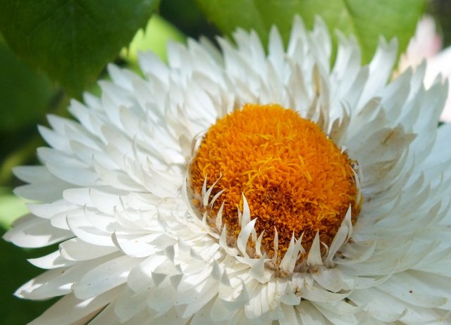 RD-X019-Strawflower.JPG