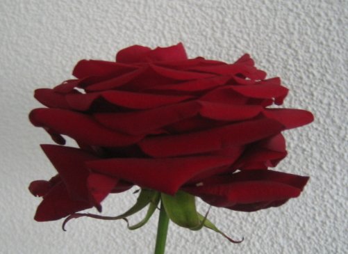 mondayred rose.jpg