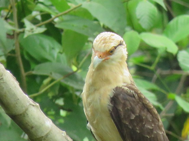 Bird with berry2.jpg