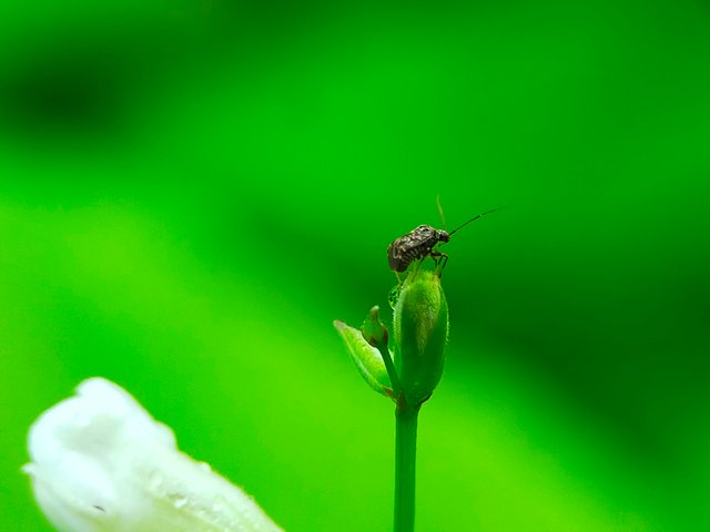 Small Insects (26).jpg