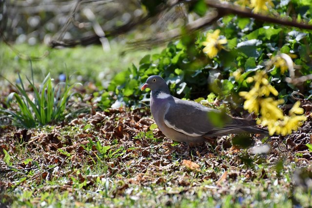 wood-pigeon-7095564_1280.jpg