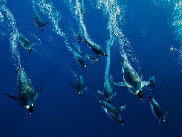 emperor-penguin-divers-nicklen_60592_990x742.jpg