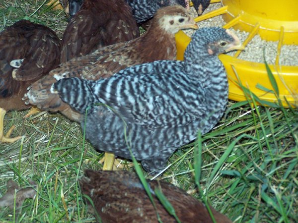 Broilers - rooster crop June 2018.jpg