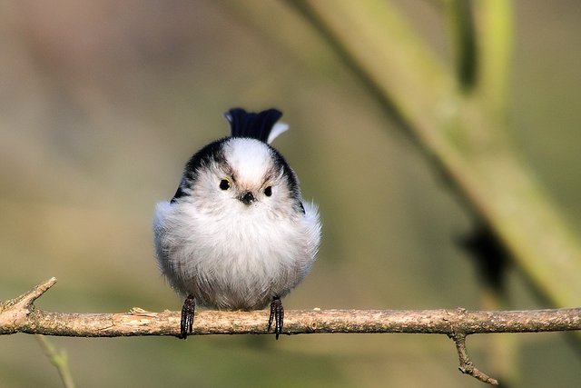 image__Anne-Marie_Kölbach_aegithalos_caudatus_schwanzmeisen.jpg