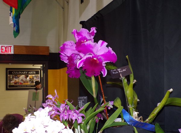 Orchid Show2 crop February 2020.jpg