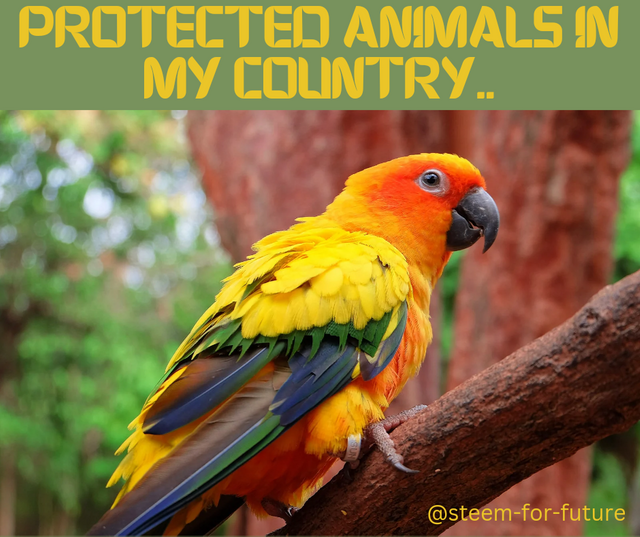 Protected animals in my country.._20240408_134642_0000.png