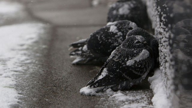 skynews-pigeons-cold-weather_4562564.jpg