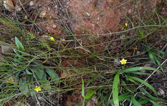 Xenostegia tridentata2.jpg