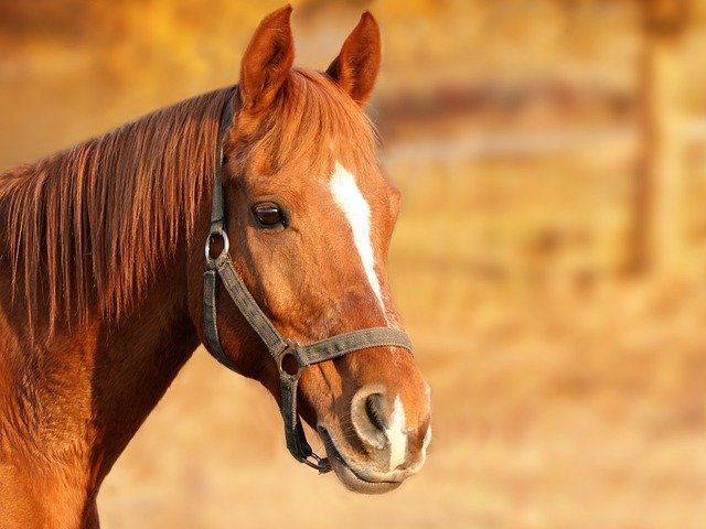 horse-1201143_640.jpg