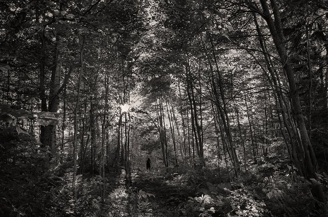 intothewoods.jpg