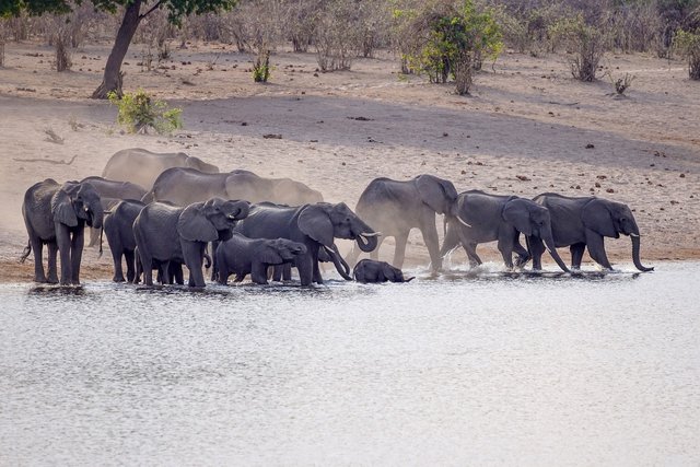 elephants-8562424_1280.jpg