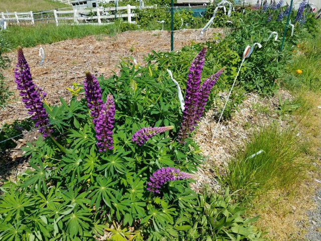 native-big-leaf-lupine-flower.jpg