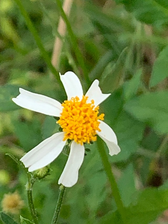 flower and bee2.jpg