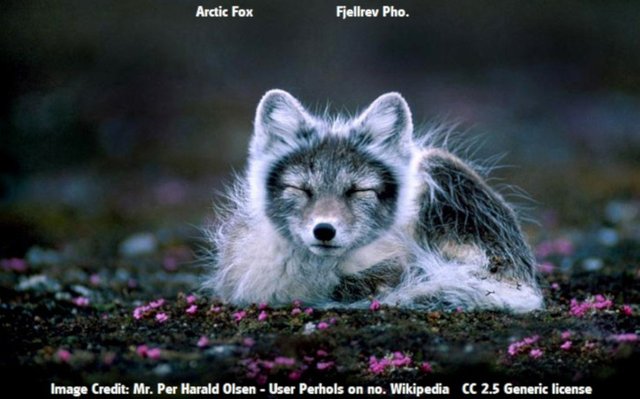 Arctic fox2 Mr. Per Harald Olsen – User Perhols on no.wikipedia 2.5 generic.jpg