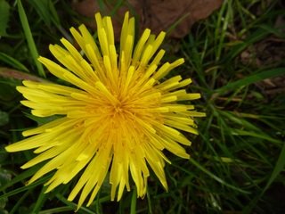 nature-plant-dandelion-flower-petal-spring-1392857-pxhere.com (1).jpg