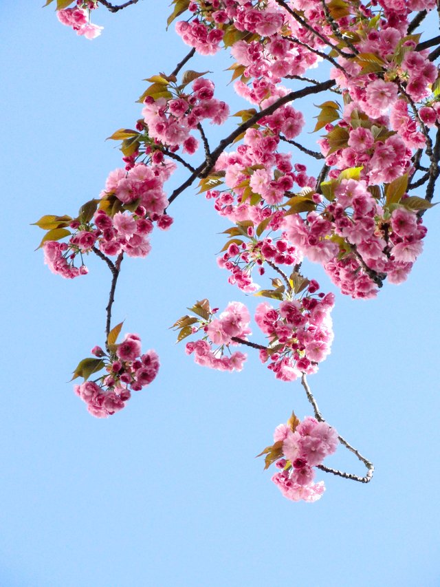 beautiful-flowers-blooming-branch-250591.jpg