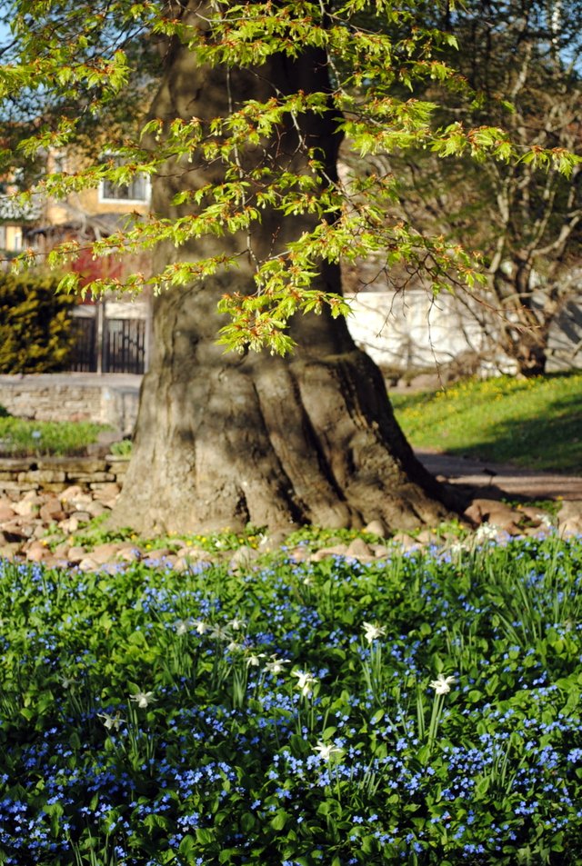 forget-me-nots-with-tree_5716809008_o (FILEminimizer).jpg