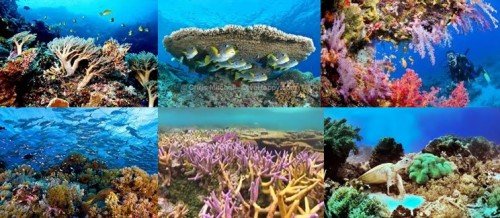 tubbataha-corals-500x218.jpg